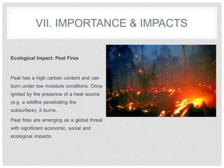 VII. IMPORTANCE & IMPACTS
Ecological Impact: Peat Fires
Peat has a high carbon content and can
burn under low moisture conditions. Once
ignited by the presence of a heat source
(e.g. a wildfire penetrating the
subsurface), it burns.
Peat fires are emerging as a global threat
with significant economic, social and
ecological impacts.
 