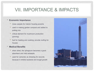 VII. IMPORTANCE & IMPACTS
• Economic Importance
• moss carpets for interior housing accents
• used in making garden compost and added to
potting mix
• critical element for mushroom production
(pinning)
• fuel for heating and cooking; provide roofing for
houses
• Medical Benefits
• when dried, the sphagnum becomes a good
absorbent and mild antiseptic
• used for centuries as dressing for wounds
because it inhibits bacterial and fungal growth
 