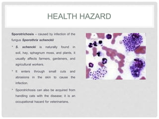 HEALTH HAZARD
Sporotrichosis – caused by infection of the
fungus Sporothrix schenckii
• S. schencki is naturally found in
soil, hay, sphagnum moss, and plants, it
usually affects farmers, gardeners, and
agricultural workers.
• It enters through small cuts and
abrasions in the skin to cause the
infection.
• Sporotrichosis can also be acquired from
handling cats with the disease; it is an
occupational hazard for veterinarians.
 