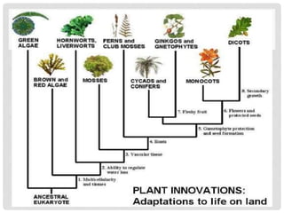 I. TAXONOMY & EVOLUTIONARY
HISTORY
• The oldest fossils of the Sphagnopsida belong to the order Protosphagnales.
• Sphagnophyllites triassicus was known to be the oldest species of sphagnum moss
traced from the Triassic period.
• Modern fossils of Sphagnum were dated back from the Jurassic period.
• Taxonomic Key:
Kingdom: Plantae Order: Sphagnales
Division: Bryophyta Family: Sphagnaceae
Class: Bryopsida Genus: Sphagnum
Subclass: Sphagnopsida
 