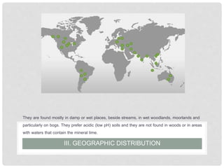They are found mostly in damp or wet places, beside streams, in wet woodlands, moorlands and
particularly on bogs. They prefer acidic (low pH) soils and they are not found in woods or in areas
with waters that contain the mineral lime.
III. GEOGRAPHIC DISTRIBUTION
 