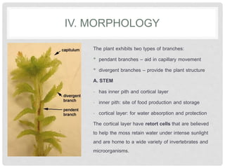 IV. MORPHOLOGY
The plant exhibits two types of branches:
• pendant branches – aid in capillary movement
• divergent branches – provide the plant structure
A. STEM
- has inner pith and cortical layer
- inner pith: site of food production and storage
- cortical layer: for water absorption and protection
The cortical layer have retort cells that are believed
to help the moss retain water under intense sunlight
and are home to a wide variety of invertebrates and
microorganisms.
 