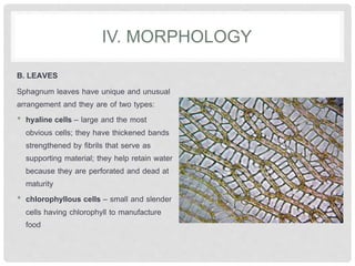 IV. MORPHOLOGY
B. LEAVES
Sphagnum leaves have unique and unusual
arrangement and they are of two types:
• hyaline cells – large and the most
obvious cells; they have thickened bands
strengthened by fibrils that serve as
supporting material; they help retain water
because they are perforated and dead at
maturity
• chlorophyllous cells – small and slender
cells having chlorophyll to manufacture
food
 