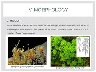 IV. MORPHOLOGY
C. RHIZOIDS
In the absence of roots, rhizoids occur for the Sphagnum moss and these would aid in
anchorage or attachment to their preferred substrate. However, these rhizoids are not
capable of absorbing nutrients.
 