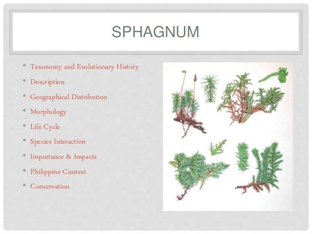 download sphagnum moss for free
