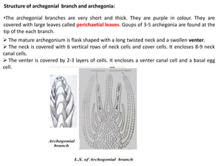Structure of archegonial branch and archegonia:
•The archegonial branches are very short and thick. They are purple in colour. They are
covered with large leaves called perichaetial leaves. Goups of 3-5 archegonia are found at the
tip of the each branch.
 The mature archegonium is flask shaped with a long twisted neck and a swollen venter.
 The neck is covered with 6 vertical rows of neck cells and cover cells. It encloses 8-9 neck
canal cells.
 The venter is covered by 2-3 layers of cells. It encloses a venter canal cell and a basal egg
cell.
 