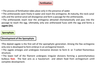Fertilization
• The process of fertilisation takes place only in the presence of water.
• The antherozoids swim freely in water and reach the archegonia. At maturity, the neck canal
cells and the ventral canal cell disorganise and form a passage for the antherozoids.
• The antherozoids reach near the archegonia attracted chemotactically and pass into the
passage to reach the egg. Ultimately, only one antherozoid fuses with the egg and forms a
zygote (2n).
Sporophyte
Development of the Sporophyte
•The diploid zygote is the first cell of the sporophytic generation. Among the few archegonia
only one is developed to form embryo in an archegonial branch.
• The zygote enlarges and undergoes transverse division to form 6- or 7-celled filamentous
structure.
• The lower half of the filament undergoes irregular divisions forming a parenchymatous
bulbous foot. The foot acts as a haustorium and obtain food from archegonium untill
complete development.
 
