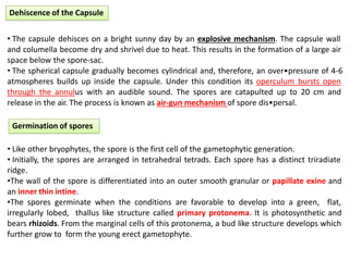 Dehiscence of the Capsule
• The capsule dehisces on a bright sunny day by an explosive mechanism. The capsule wall
and columella become dry and shrivel due to heat. This results in the formation of a large air
space below the spore-sac.
• The spherical capsule gradually becomes cylindrical and, therefore, an over•pressure of 4-6
atmospheres builds up inside the capsule. Under this condition its operculum bursts open
through the annulus with an audible sound. The spores are catapulted up to 20 cm and
release in the air. The process is known as air-gun mechanism of spore dis•persal.
Germination of spores
• Like other bryophytes, the spore is the first cell of the gametophytic generation.
• Initially, the spores are arranged in tetrahedral tetrads. Each spore has a distinct triradiate
ridge.
•The wall of the spore is differentiated into an outer smooth granular or papillate exine and
an inner thin intine.
•The spores germinate when the conditions are favorable to develop into a green, flat,
irregularly lobed, thallus like structure called primary protonema. It is photosynthetic and
bears rhizoids. From the marginal cells of this protonema, a bud like structure develops which
further grow to form the young erect gametophyte.
 