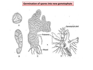 Germination of spores into new gametophyte
 