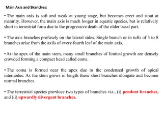 Main Axis and Branches:
• The main axis is soft and weak at young stage, but becomes erect and stout at
maturity. However, the main axis is much longer in aquatic species, but is relatively
short in terrestrial form due to the progressive death of the older basal part.
• The axis branches profusely on the lateral sides. Single branch or in tufts of 3 to 8
branches arise from the axils of every fourth leaf of the main axis.
•At the apex of the main stem, many small branches of limited growth are densely
crowded forming a compact head called coma.
• The coma is formed near the apex due to the condensed growth of apical
internodes. As the stem grows in length these short branches elongate and become
normal branches.
• The terrestrial species pro•duce two types of branches viz., (i) pendent branches,
and (ii) upwardly divergent branches.
 