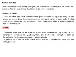 Pendent Branches
• These are long slender loosely arranged, turn downwards and then grow parallel to the
main axis. They are also termed flagelliform or de-current branches.
Divergent Branches
• These are short and stout branches which grow outwards and upwards. They are also
termed ex-current bran•ches. Sometimes, one divergent branch in each node develops
strongly than others and ultimate•ly gives rise to a new plant when it becomes detached
from the mother plant.
Leaves
• The leaves occur both on the main axis as well as on the branches (Fig. 6.38C). On the
branches, the leaves are closely set and, there•fore, overlapping and are placed apart on
the main axis. The leaves are arranged in spiral phyllotaxy.
• In general, the leaves are small, sessile, entire, thin and scale•-like with acute apex and
without a midrib.
 
