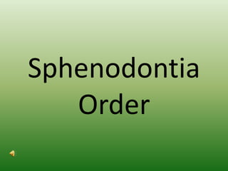 Sphenodontia Order 