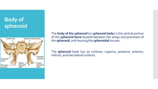 Body of
sphenoid
The body of the sphenoid (or sphenoid body) is the central portion
of the sphenoid bone located between the wings and processes of
the sphenoid, and housing the sphenoidal sinuses.
The sphenoid body has six surfaces: superior, posterior, anterior,
inferior, and two lateral surfaces.
 