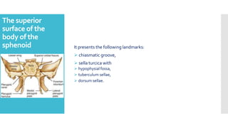 The superior
surface of the
body of the
sphenoid It presents the following landmarks:
 chiasmatic groove,
 sella turcica with
 hypophysial fossa,
 tuberculum sellae,
 dorsum sellae.
 