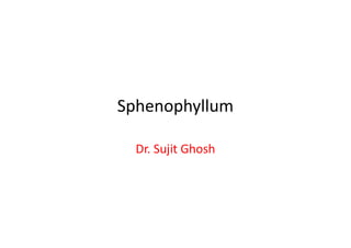 Sphenophyllum
Dr. Sujit Ghosh
 