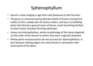 Sphenophyllum
• found in rocks ranging in age from Late Devonian to late Permian.
• The genus is characterized by delicate whorls of leaves arising from
nodes on thin, woody axes of various orders, and was a scrambling
plant that formed a ground cover of dense, multi-branching thickets
on both clastic and peat-forming substrates
• Leaves are heterophyllous, where morphology of the leaves depends• Leaves are heterophyllous, where morphology of the leaves depends
on the order of the branch to which they were originally attached.
• Whole-plant reconstructions do not yet exist for Sphenophyllum, in
part because rooting organs are rarely found in connection with
aerial parts of the plant.
 