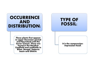 OCCURRENCE
AND
DISTRIBUTION:
TYPE OF
FOSSIL:
These plants first appear
in upper Devonian period
and flourished until the
lower Triassic. These are
found in the Barakar
Coalfield and coalfields in
Bihar, Bengal, Satpura
basin and Sikkim.
It is the compression-
impression fossil.
 