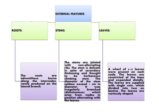 EXTERNAL FEATURES
ROOTS: STEMS: LEAVES:
The roots are
adventitious borne
along the internodes,
rarely produced on the
lateral branch.
The stems are jointed
with non-alternating
ribs. The stem is delicate
in spite of secondary
thickening and thought
to be herbaceous
climbing stem. The
diameter of the stem
seldom exceed 1 cm in
diameter. It was
irregularly branched
(dichotomous), which
arise from nodes in
position alternating with
the leaves.
A whorl of 6-18 leaves
were present on each
node. The leaves are
constricted at the base
and expanded distally.
The leaves are supplied
with single vein, which
divided into two on
lamina. The leaves are
variously shaped.
 