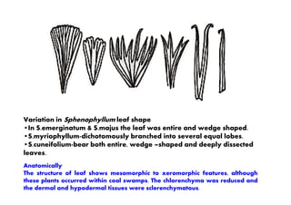 Variation in Sphenophyllum leaf shape
•In S.emerginatum & S.majus the leaf was entire and wedge shaped.
•S.myriophyllum-dichotomously branched into several equal lobes.
•S.cuneifolium-bear both entire, wedge –shaped and deeply dissected
leaves.
Anatomically
The structure of leaf shows mesomorphic to xeromorphic features, although
these plants occurred within coal swamps. The chlorenchyma was reduced and
the dermal and hypodermal tissues were sclerenchymatous.
 