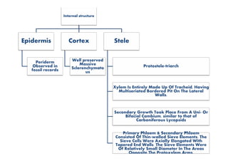 Internal structure
Epidermis
Periderm
Observed in
fossil records
Cortex
Well preserved
Massive
Sclerenchymato
us
Stele
Protostele-triarch
Xylem Is Entirely Made Up Of Tracheid, Having
Multiseriated Bordered Pit On The Lateral
Walls.
Secondary Growth Took Place From A Uni- Or
Bifacial Cambium, similar to that of
Carboniferous Lycopsids
Primary Phloem & Secondary Phloem
Consisted Of Thin-walled Sieve Elements. The
Sieve Cells Were Axially Elongated With
Tapered End Walls. The Sieve Elements Were
Of Relatively Small Diameter In The Areas
Opposite The Protoxylem Arms.
 