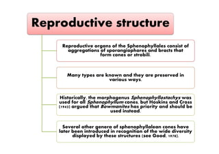 Reproductive structure
Reproductive organs of the Sphenophyllales consist of
aggregations of sporangiophores and bracts that
form cones or strobili.
Many types are known and they are preserved inMany types are known and they are preserved in
various ways.
Historically, the morphogenus Sphenophyllostachys was
used for all Sphenophyllum cones, but Hoskins and Cross
(1943) argued that Bowmanites has priority and should be
used instead.
Several other genera of sphenophyllalean cones have
later been introduced in recognition of the wide diversity
displayed by these structures (see Good, 1978).
 