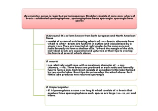Bowmanites- genus is regarded as homosporous. Strobilar consists of cone axis, whors of
bracts +subtended sporangiophore , sporangiophore bears sporangia, sporangia bear
spores
B.dawsonii -It is a form known from both European and North American
floras
•consist of a central axis bearing whorls of 14–20 bracts. alternate from
whorl to whorl Bracts are fusiform in outline and vascularized by a
single trace. They are inserted at right angles to the cone axis and
fused laterally to form a shallow disk. Toward the margin of the disk,
individual bracts are separated and upturned at their tips to overlap
the bracts of several whorls above
B. moorei
•is a relatively small cone with a maximum diameter of ∼4 mm
(Mamay, 1959b). Three bracts are produced at each node and laterally
fuse to form a disk. Each bract consists of a median fertile lobe flanked
by two sterile lobes. Bract tips do not overlap the whorl above. Each
fertile lobe produces two recurved sporangia
B. Trisporangiatus
•B. trisporangiatus, a cone 6 cm long A whorl consists of 18 bracts that
produce three sporangiophores each; spores are large (100–150 μm) and
trilete.
 