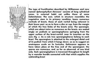 X= Axis.
The type of fructification described by Williamson and now
named Sphenophyllum Dawsoni consists of long cylindrical
cones, in external habit not unlike those of some
Calamitaieae. The axis, which in structure resembles the
vegetative stem in its primary condition, bears numerous
verticals of bracts, those of each verticil being coherent in
their lower part, so as to form a disc or cup, from the margin
of which the free limbs of the bracts arise. The sporangia,
which are about twice as numerous as the bracts, are seated
singly on pedicels or sporangiophores springing from the
upper surface of the bract-verticil, near its insertion on theBr= bract
Sp=sporangio
phores
Br=whorl of bract
upper surface of the bract-verticil, near its insertion on the
axis (fig. 6). As a rule two sporangiophores belong to each
bract. The sporangium is attached to the enlarged distal end
of its pedicel, from which it hangs down, so as to suggest an
anatropous ovule on its funiculus. Dehiscence appears to
have taken place at the free end of the sporangium; the
spores are numerous, and, so far as observed, of one kind
only. Each sporangiophore is traversed throughout its length
by a vascular bundle connected with that which supplies the
subtending bract
 