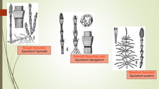 Sphenophyta | PPTX