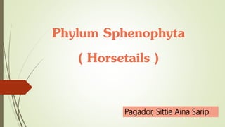 Phylum Sphenophyta
( Horsetails )
Pagador, Sittie Aina Sarip
 