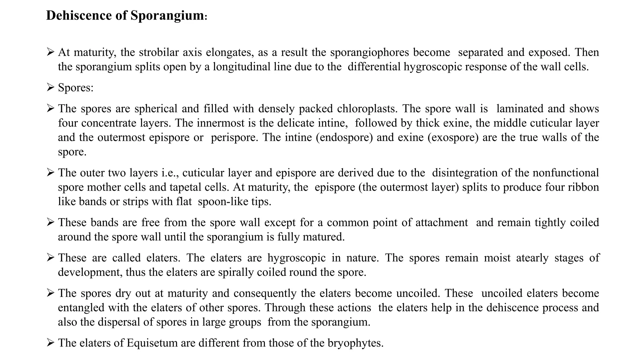 Dehiscence of Sporangium:
 At maturity, the strobilar axis elongates, as a result the sporangiophores become separated and exposed. Then
the sporangium splits open by a longitudinal line due to the differential hygroscopic response of the wall cells.
 Spores:
 The spores are spherical and filled with densely packed chloroplasts. The spore wall is laminated and shows
four concentrate layers. The innermost is the delicate intine, followed by thick exine, the middle cuticular layer
and the outermost epispore or perispore. The intine (endospore) and exine (exospore) are the true walls of the
spore.
 The outer two layers i.e., cuticular layer and epispore are derived due to the disintegration of the nonfunctional
spore mother cells and tapetal cells. At maturity, the epispore (the outermost layer) splits to produce four ribbon
like bands or strips with flat spoon-like tips.
 These bands are free from the spore wall except for a common point of attachment and remain tightly coiled
around the spore wall until the sporangium is fully matured.
 These are called elaters. The elaters are hygroscopic in nature. The spores remain moist atearly stages of
development, thus the elaters are spirally coiled round the spore.
 The spores dry out at maturity and consequently the elaters become uncoiled. These uncoiled elaters become
entangled with the elaters of other spores. Through these actions the elaters help in the dehiscence process and
also the dispersal of spores in large groups from the sporangium.
 The elaters of Equisetum are different from those of the bryophytes.
 