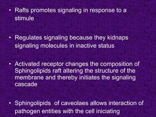 • Rafts promotes signaling in response to a
  stimule


• Regulates signaling because they kidnaps
  signaling molecules in inactive status


• Activated receptor changes the composition of
  Sphingolipids raft altering the structure of the
  membrane and thereby initiates the signaling
  cascade


• Sphingolipids of caveolaes allows interaction of
  pathogen entities with the cell iniciating
 