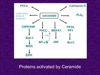 Proteins activated by Ceramide
 