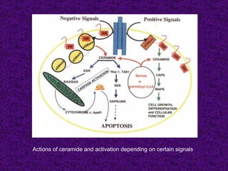 Actions of ceramide and activation depending on certain signals
 