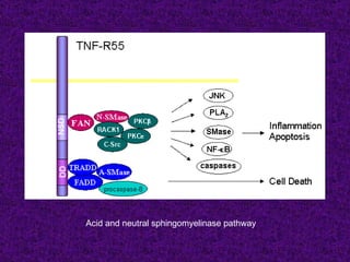 Acid and neutral sphingomyelinase pathway
 