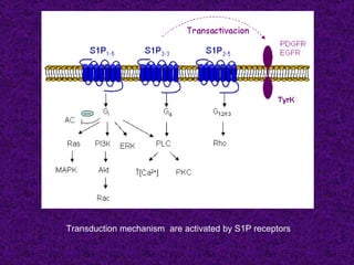 Transduction mechanism are activated by S1P receptors
 