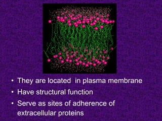 • They are located in plasma membrane
• Have structural function
• Serve as sites of adherence of
  extracellular proteins
 