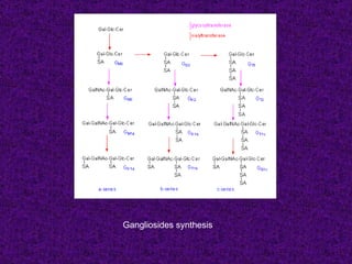 Gangliosides synthesis
 