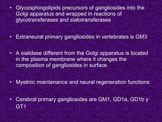 • Glycosphingolipids precursors of gangliosides into the
  Golgi apparatus and wrapped in reactions of
  glycotransferases and sialotransferases


• Extraneural primary gangliosides in vertebrates is GM3


• A sialidase different from the Golgi apparatus is located
  in the plasma membrane where it changes the
  composition of gangliosides in surface


• Myelinic maintenance and neural regeneration functions


• Cerebral primary gangliosides are GM1, GD1a, GD1b y
  GT1
 