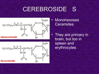 CEREBROSIDE S
      • Monohexoses
        Ceramides

      • They are primary in
        brain, but too in
        spleen and
        erythrocytes
 