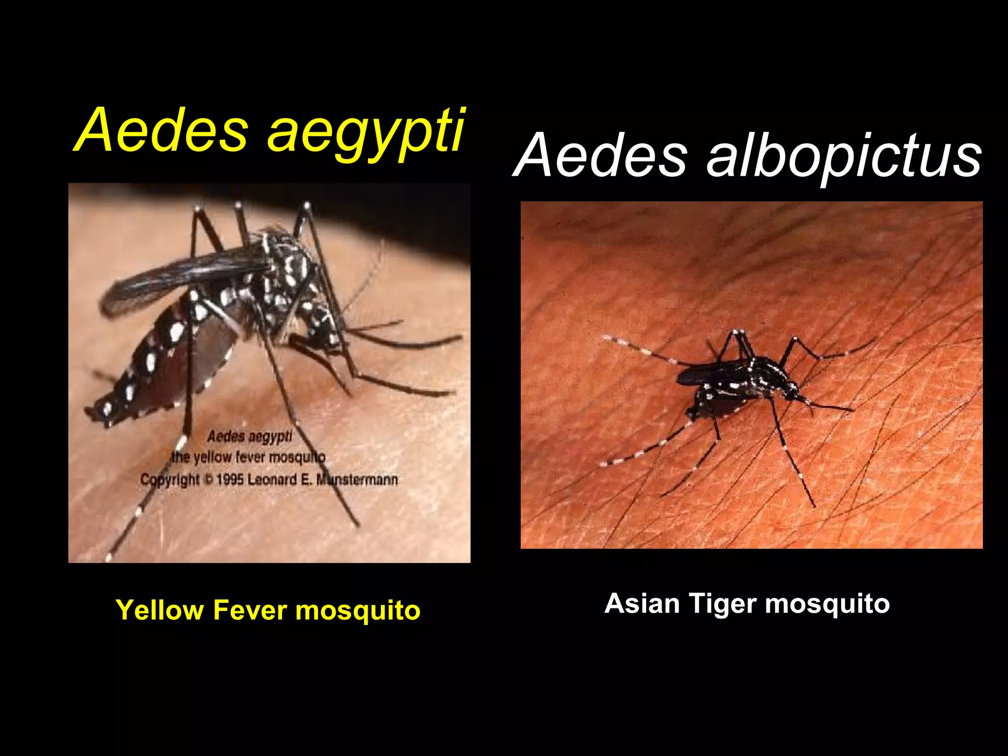 Aedes aegypti Aedes albopictus

Yellow Fever mosquito

Asian Tiger mosquito

 
