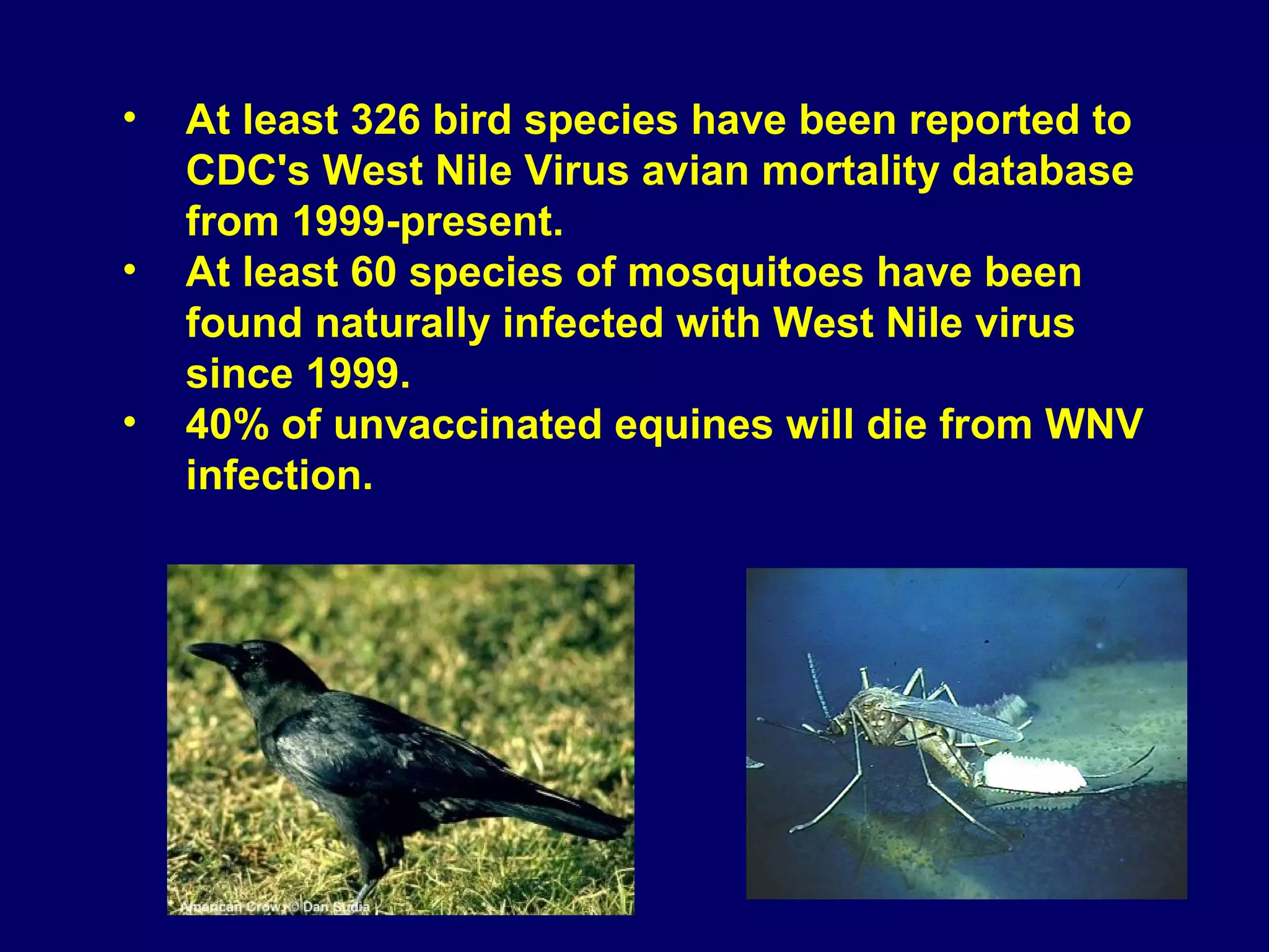 •
•
•

At least 326 bird species have been reported to
CDC's West Nile Virus avian mortality database
from 1999-present.
At least 60 species of mosquitoes have been
found naturally infected with West Nile virus
since 1999.
40% of unvaccinated equines will die from WNV
infection.

29

 