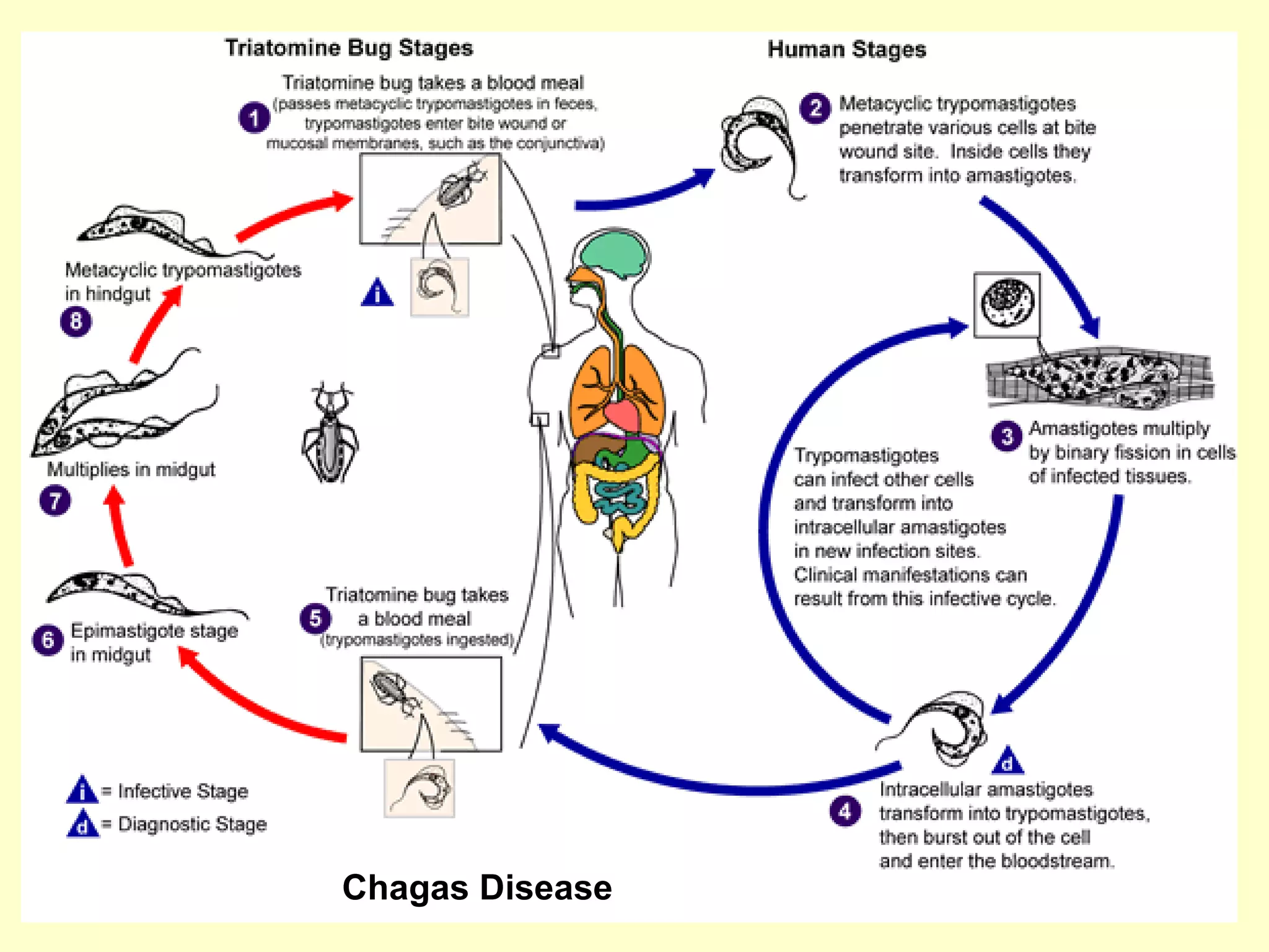 Chagas Disease Control
Plague

 