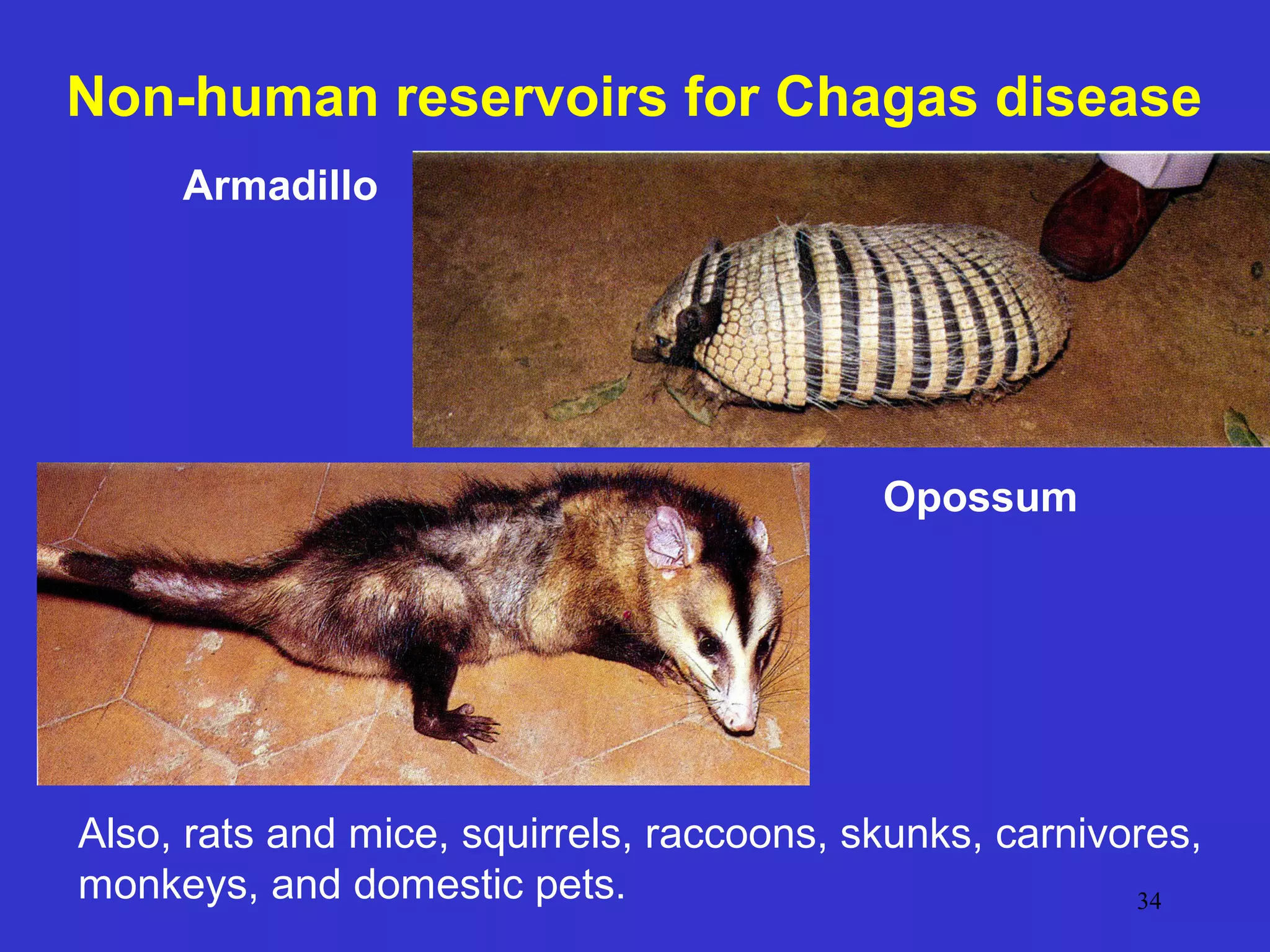 Non-human reservoirs for Chagas disease
Armadillo

Opossum

Also, rats and mice, squirrels, raccoons, skunks, carnivores,
monkeys, and domestic pets.
34

 