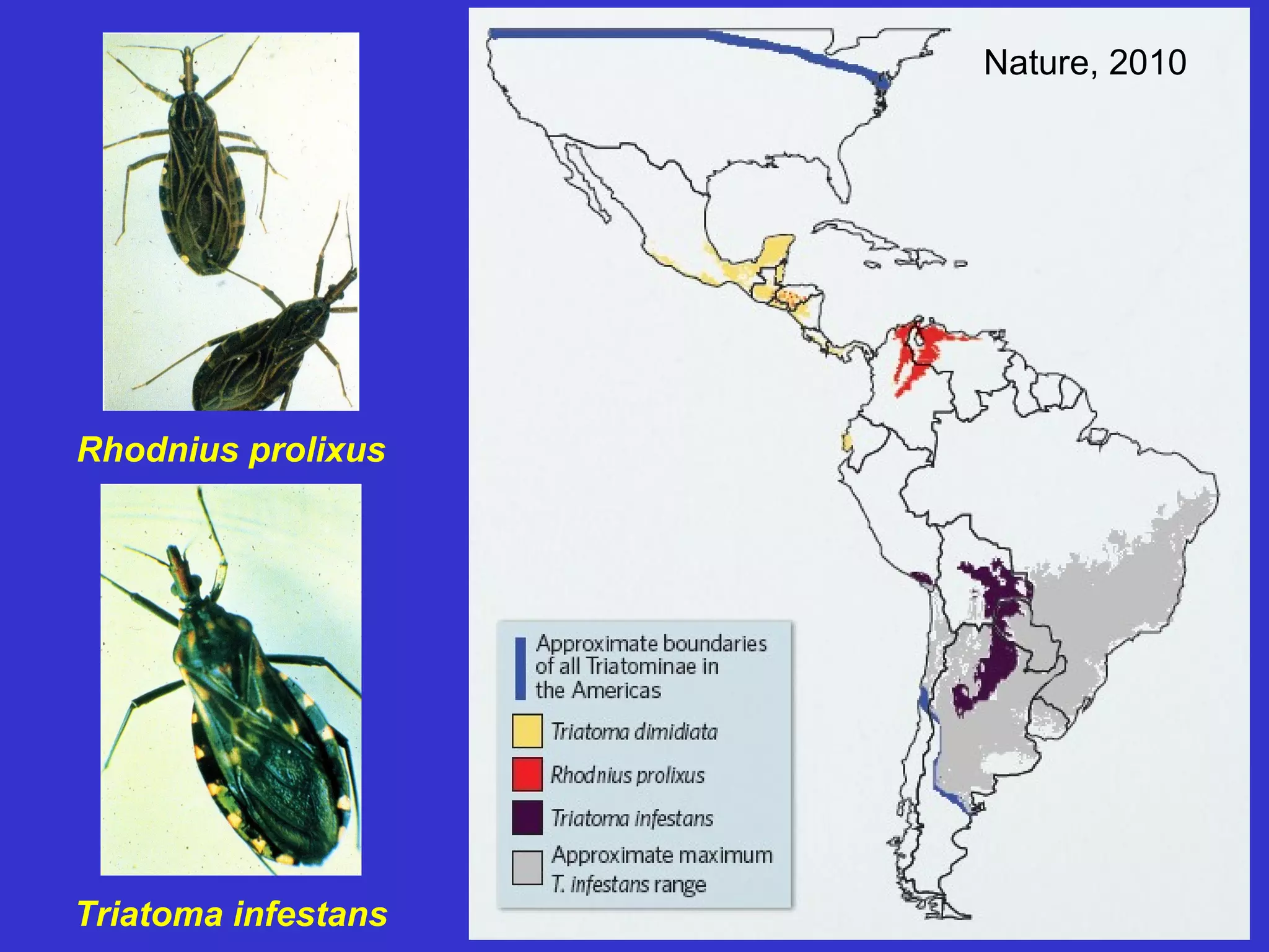 Nature, 2010

Rhodnius prolixus

Triatoma infestans

37

 