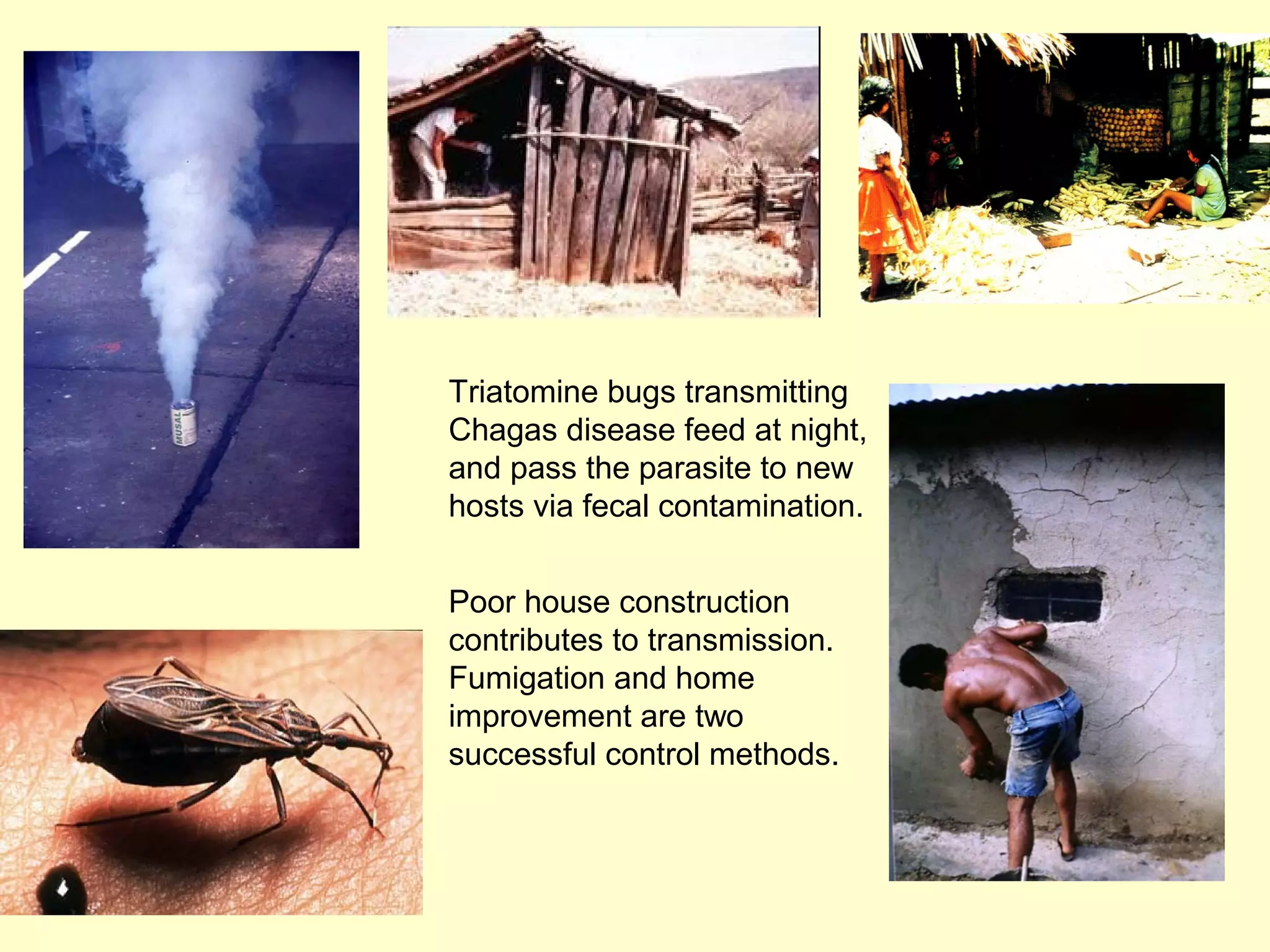 Triatomine bugs transmitting
Chagas disease feed at night,
and pass the parasite to new
hosts via fecal contamination.
Poor house construction
contributes to transmission.
Fumigation and home
improvement are two
successful control methods.

 