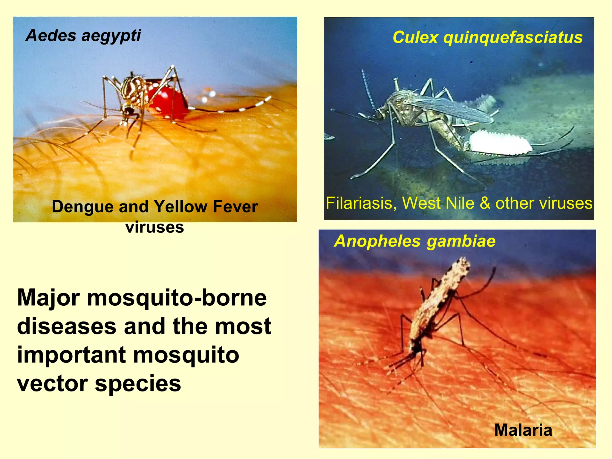 Aedes aegypti

Dengue and Yellow Fever
viruses

Culex quinquefasciatus

Filariasis, West Nile & other viruses
Anopheles gambiae

Major mosquito-borne
diseases and the most
important mosquito
vector species
Malaria

 