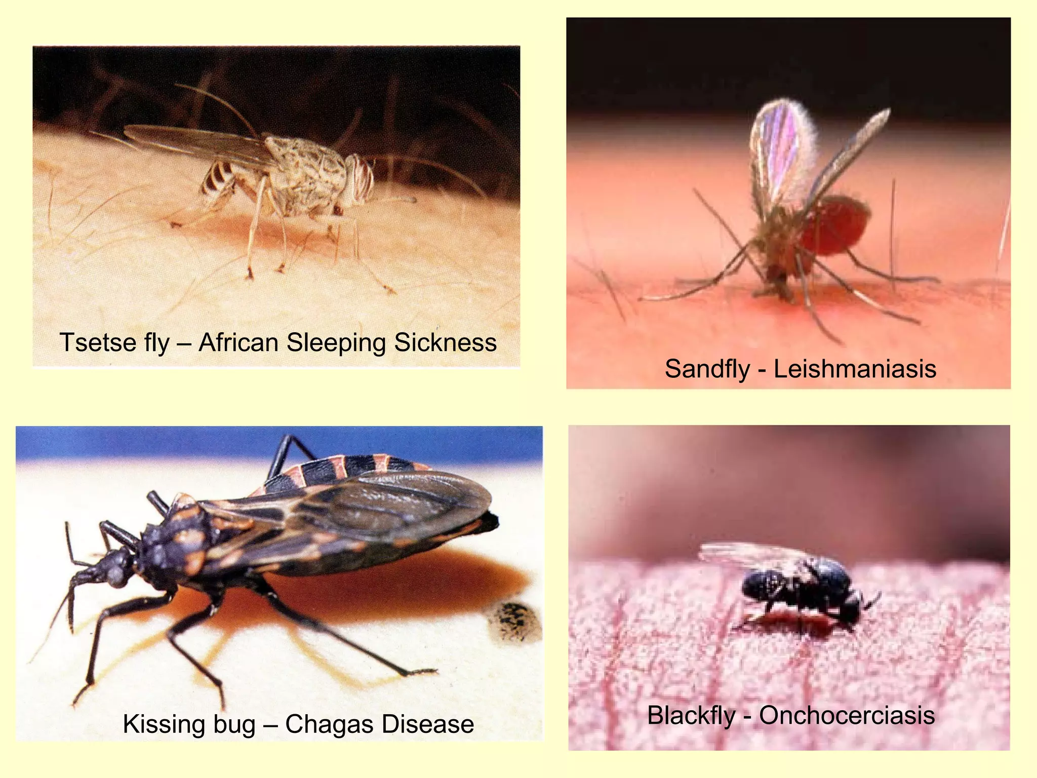 Tsetse fly – African Sleeping Sickness

Kissing bug – Chagas Disease

Sandfly - Leishmaniasis

Blackfly - Onchocerciasis

 