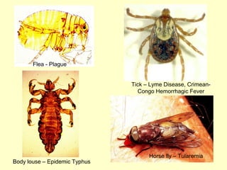Typhus Vector Vector Borne Diseases | PPT