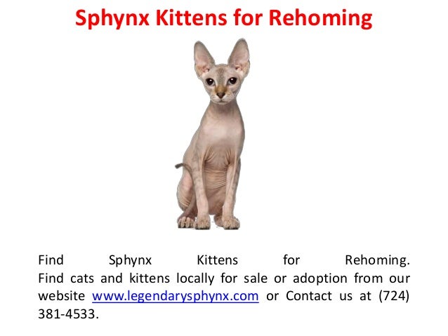 Sphynx Kittens for Sale with Breeding 