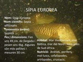 SÍPIA EUROPEA
Nom: Sípia europea
Nom científic: Sepia
officinalis
Taxonomia (ordre):
Sepiida
Pes i dimensions: Fan
uns 49 cm. de llargada i
pesen uns 4kg. Algunes
són més petites i
mesuren 30 cm.
Hàbitat: Mar mediterrani, mar
Bàltica, mar del Nord i les costes
de Sud-àfrica.
Nutrició: Anèlids, porífers,
mol·luscs, cefalòpodes,
artròpodes, crustacis.
 